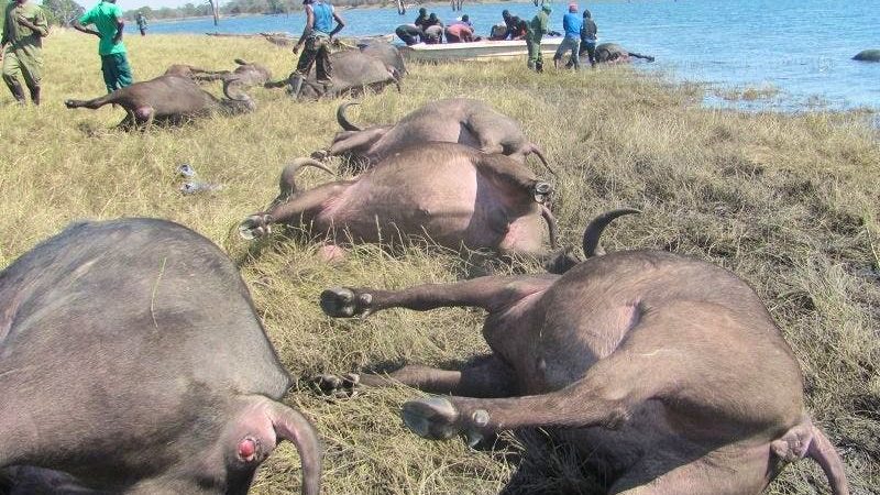Noyades de buffles en Namibie: au moins 90 morts en fuyant des lions près de la frontière avec le Botswana