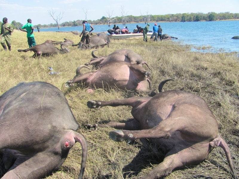 Noyades de buffles en Namibie: au moins 90 morts en fuyant des lions près de la frontière avec le Botswana