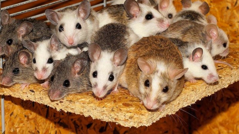 Condamnation à Zollikofen pour détention inadaptée de 22 souris et risques pour les animaux