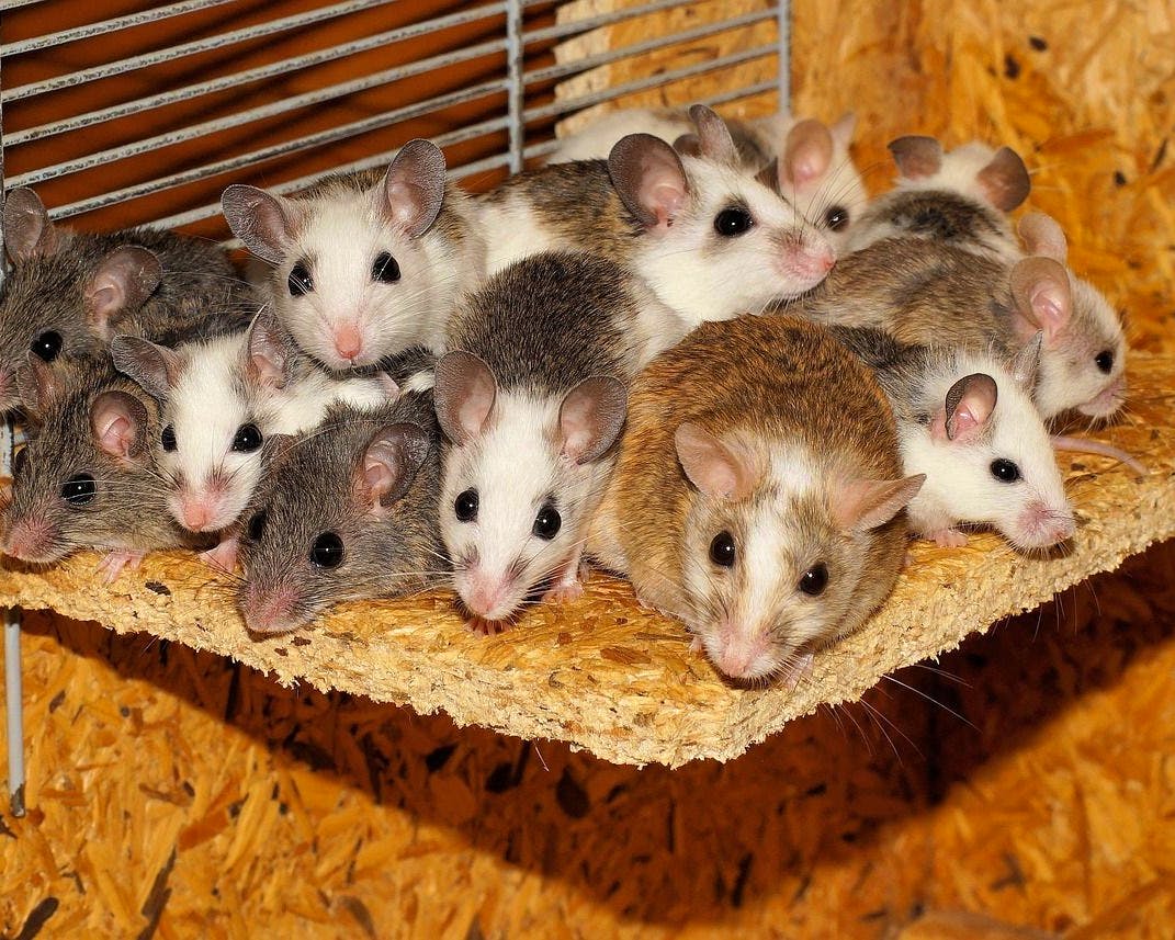 Condamnation à Zollikofen pour détention inadaptée de 22 souris et risques pour les animaux