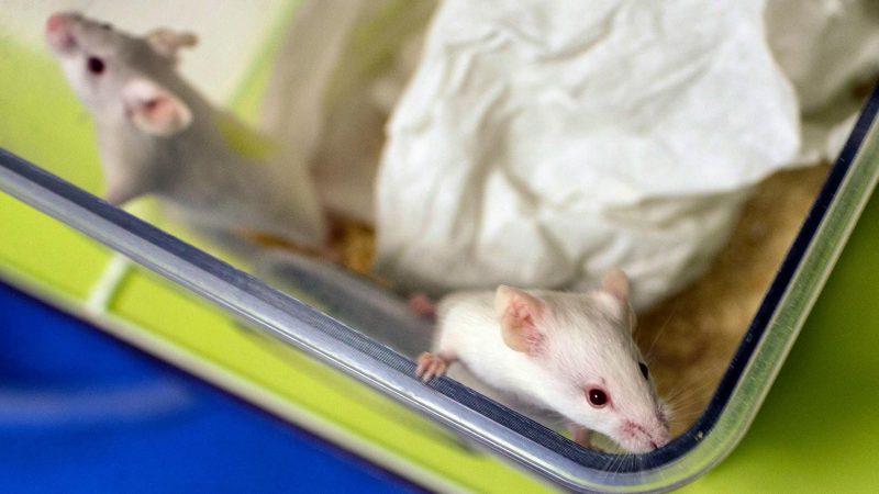 Suisse: Le Conseil fédéral recommande le rejet de l’initiative populaire visant l’interdiction totale de l’expérimentation animale