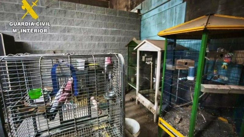 Espagne : arrestation d’un responsable d’un élevage clandestin en Galice après la découverte de 250 animaux morts