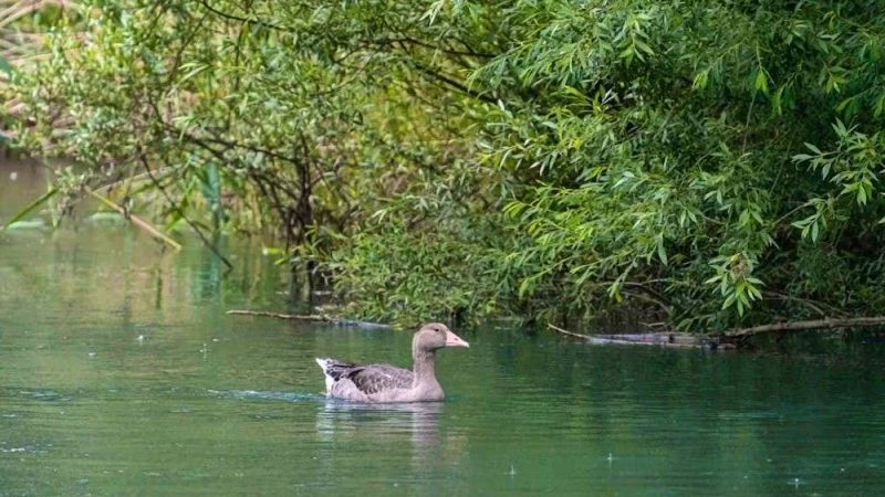 Grippe aviaire : mesures préventives élargies en Suisse jusqu’au 31 mars 2026