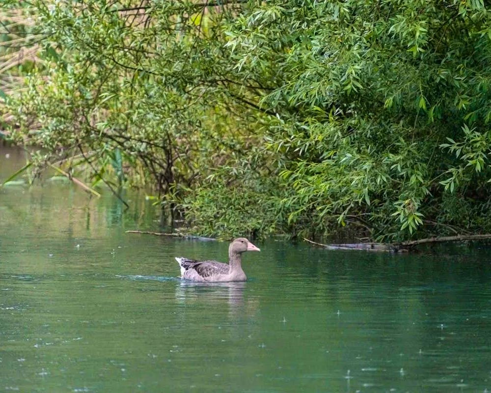 Grippe aviaire : mesures préventives élargies en Suisse jusqu’au 31 mars 2026